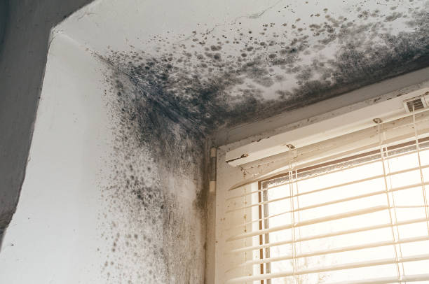 Affordable Basement Mold Remediation solutions in Mill Creek, PA