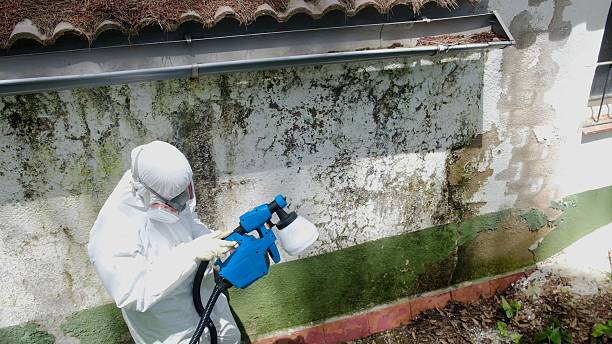 Top rated local Basement Mold Remediation specialists in Mill Creek, PA